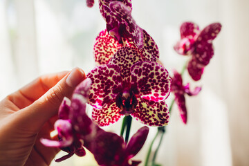 Wild cat orchid phalaenopsis. Woman taking care of home plants . Close-up of female hands holding...