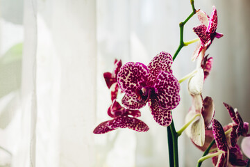 Wild cat orchid phalaenopsis. Home plants care. Close-up of violet flowers with dots ornament
