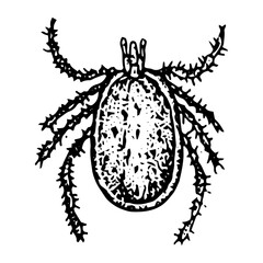 Vintage engraving of a bug