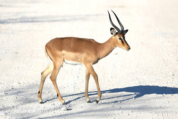 Impala on the road