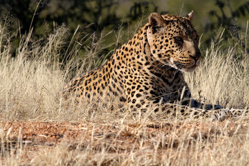 Fototapeta na wymiar Leopard resting on the ground