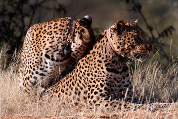 Pair of Leopards