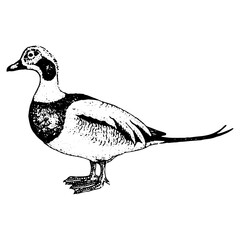 Vintage engraving of a duck