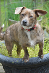 jack russell terrier puppy
