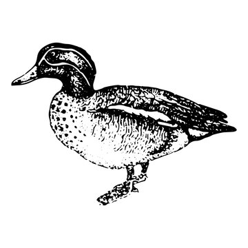 Vintage Engraving Of A Duck