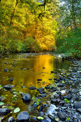 Silver Creek in silver falls state park, reflecting the golden autum colors, Oregon.
