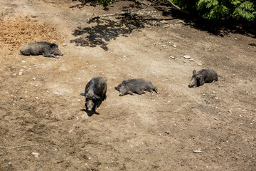 Wild boar - Sus scrofa - in the swamp in its natural habitat. Photo of wild nature.