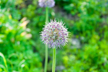 Blooming violet onion plant in garden. Flower decorative onion. Close-up of violet onions flowers on summer field.. Violet allium flower. Beautiful blossoming onions. Garlic flowers.