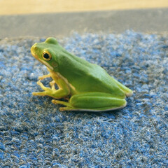tree frog on blue carpet