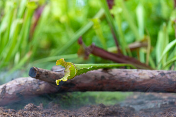 carnivorous buttercup plants at morning fog in the jungle
