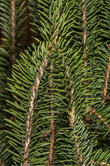 Leaves of Weeping Norway Spruce(Picea abies 'Monstrosa pendula')