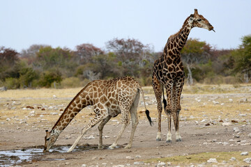 Pair of giraffes at the waterhole