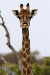 A very long neck