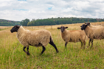 Obraz premium sheep on pasture in a meadow on a farm