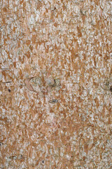 Bark of Weeping Norway Spruce(Picea abies 'Monstrosa')