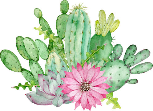 Cactus arrangement with pink flower. Watercolor hand-drawn illustration. Tropical home and garden decoration.