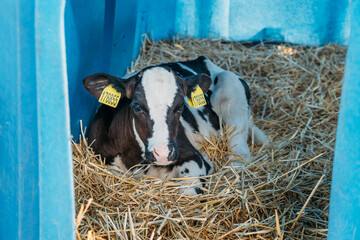 Young cute calf in box or calf-houses at dairy farm. Breeding cattle for production of dairy or milk products. © DedMityay