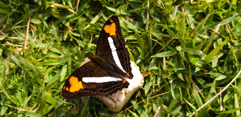 beautiful butterfly on a rock in the grass