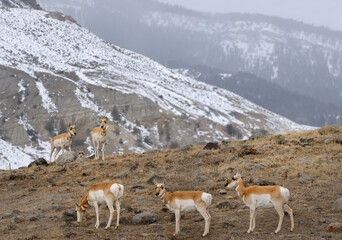 Row of Pronghorn Antelope and threesome over the ridge in winter at Old Yellowstone Trail South...