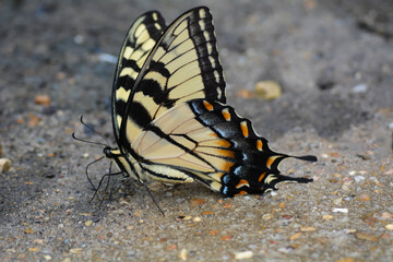 butterfly on the ground