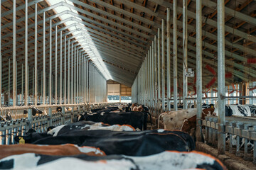 Cows for milking in farm. Dairy cows in modern bar in dairy farm cowshed.