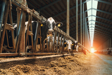 Farm barn or cowshed with milking cows eating hay, dairy farm. Agriculture industry, feeding of...