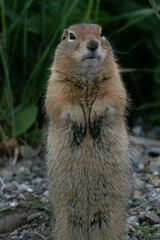 Naklejka na ściany i meble Ground Squirrel posing near the road in Denali National Park