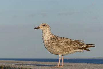 bird on the beach