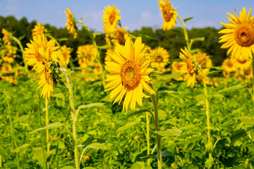 The sunflower and the bees 2