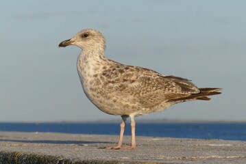 seagull on the beach