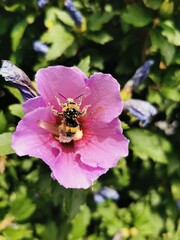 A bumble bee fully loaded with pollen on a pink flower, dicke Biene sitzt in schöner Blume 