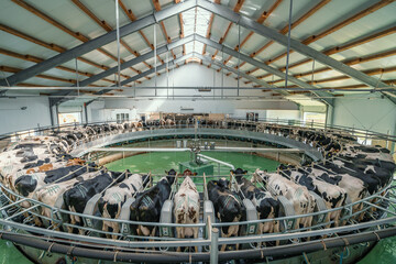 Automated rotary cow milking machine equipment on dairy farm. Many black and white cows on modern...