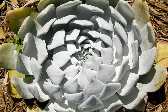 Dudleya Anthonyi Succulent Plant Details