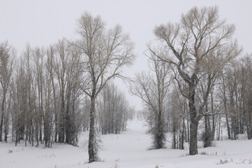 Stand of Eastern Cottonwood trees in a snow storm on Gross Ventre Road Bridger Teton National Forest