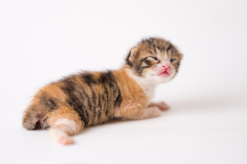 One week old baby kitten on white backdrop