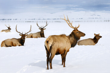 Close up of four bull Elk and a cow wintering at the National Elk Refuge in Jackson Hole Wyoming