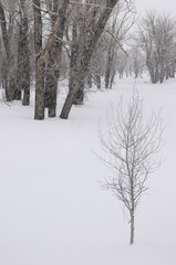 Young sapling in a stand of Eastern Cottonwood trees in a snow storm on Gross Ventre Road Bridger Teton National Forest