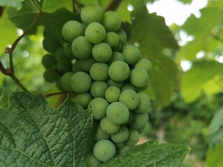 bunch of grapes