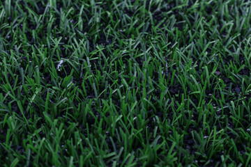 Green grass,background,field,lawn grass,summer,plant
