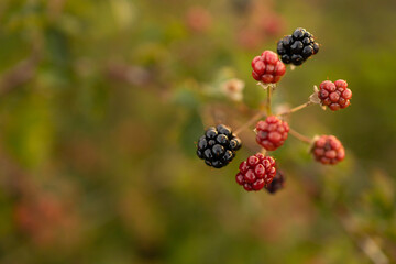 Blackberry fruits