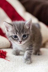 Fototapeta premium The British kitten looks very closely. Gray kitten is very beautiful.