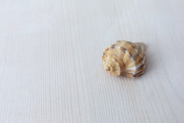 Beautiful seashell from the sea on a light wooden background. The concept of summer vacation. Copy space for text