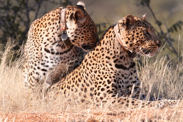 Fototapeta na wymiar A Pair of Leopards with collars