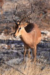 Impala in the bush