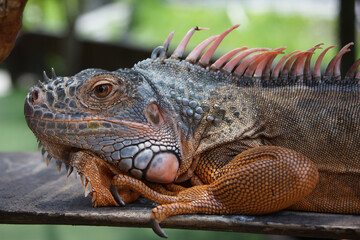 iguana in the zoo