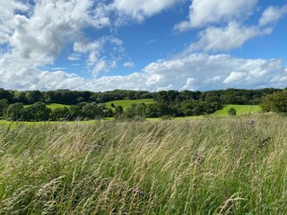 A view over wild grasses, to the hills, and trees beyond, with broken cloud, Bradford, Yorkshire, UK