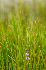 Fieldflower in the grass