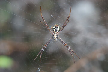 spider on the web