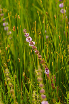 Fieldflower in the grass