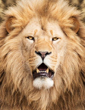 Portrait of majestic lion male